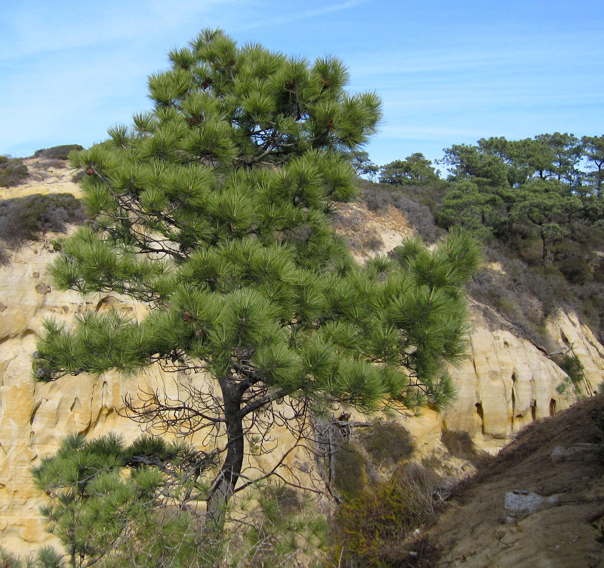 Image of Torrey pine