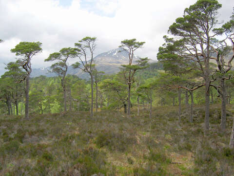 Image of Scotch Pine