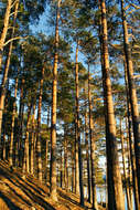 Image of Scotch Pine