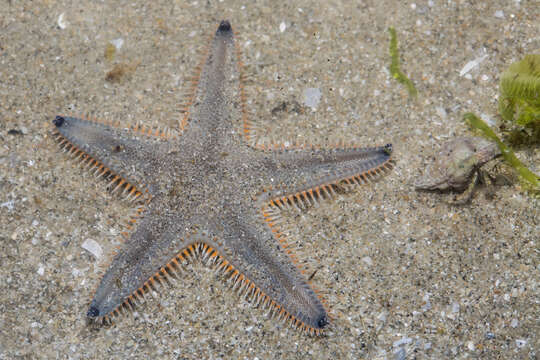 Image of Astropecten indicus Döderlein 1888