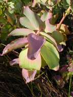 Image of Leucadendron cordatum E. Phillips