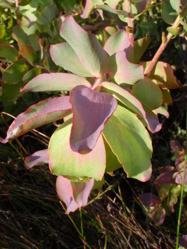 Plancia ëd Leucadendron cordatum E. Phillips