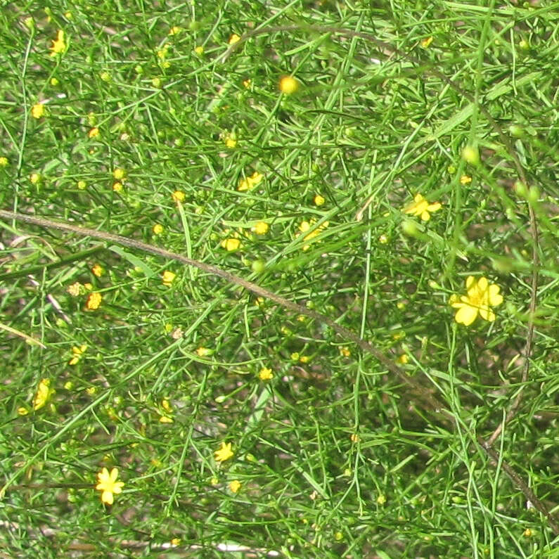 Image of broomweed