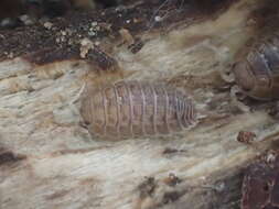 Image of Isopod