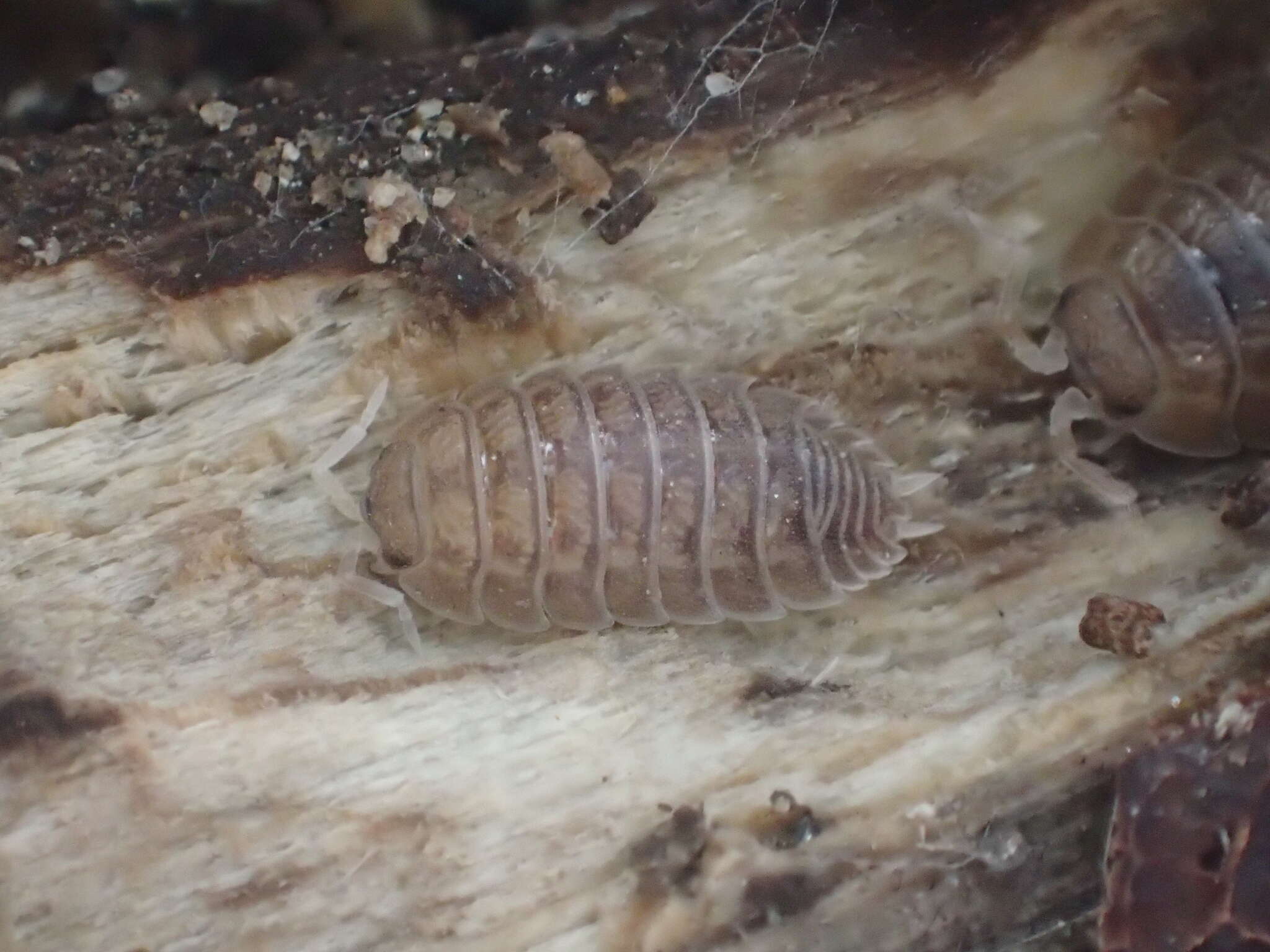 Image of Isopod