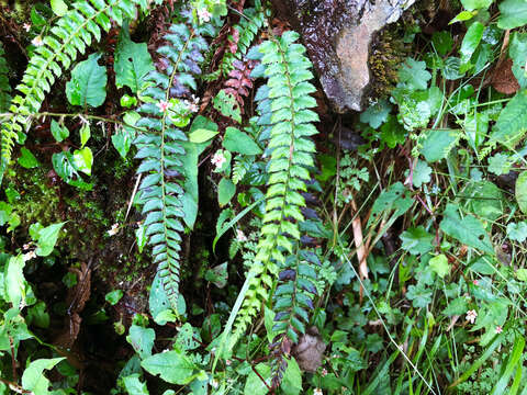 Plancia ëd Polystichum nepalense (Spreng.) C. Chr.