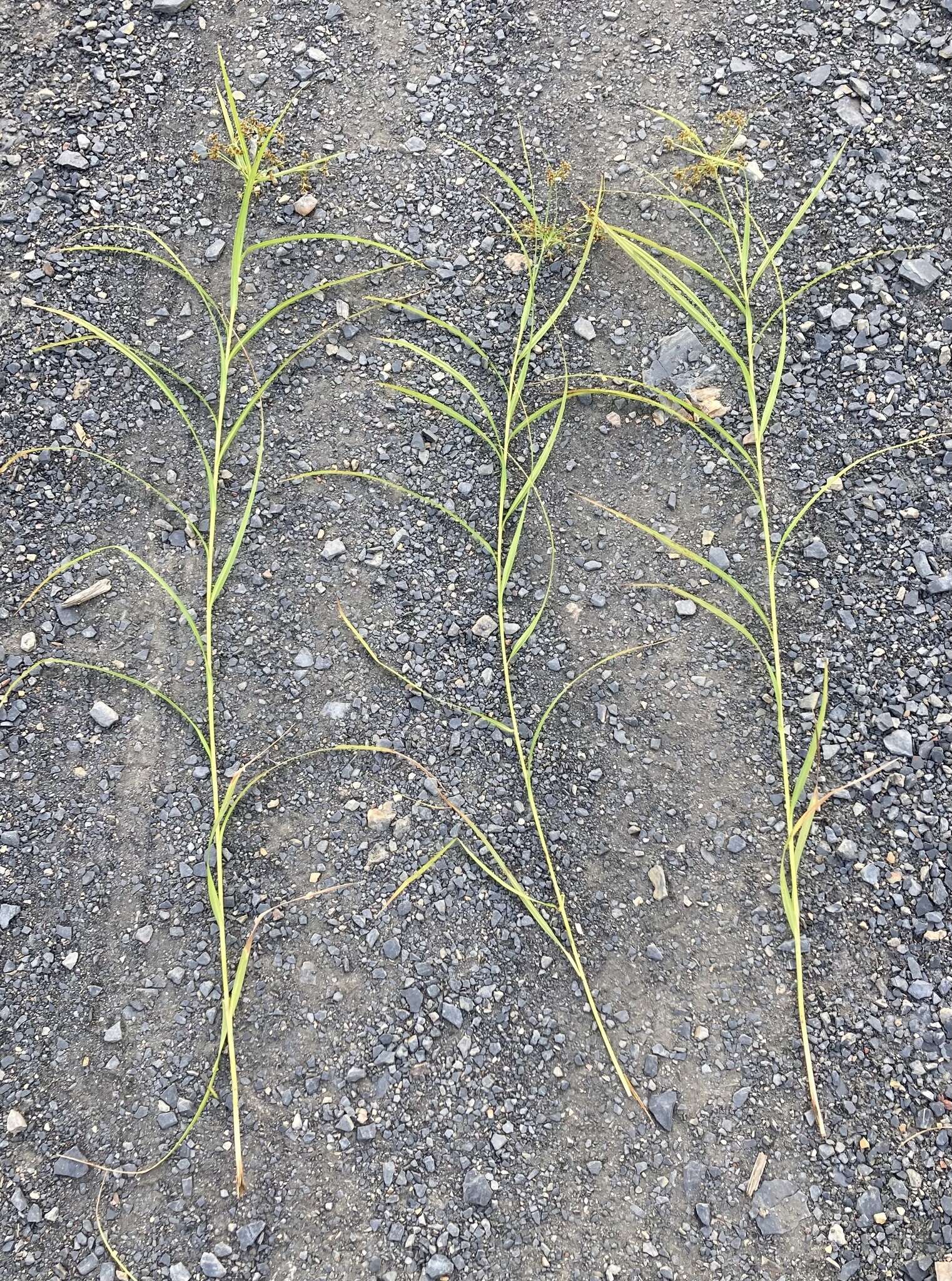 Imagem de Scirpus polyphyllus Vahl