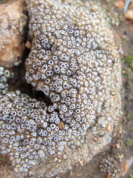 Image of cracked lichen