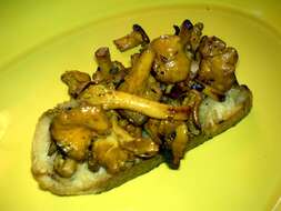 Image of Chanterelle