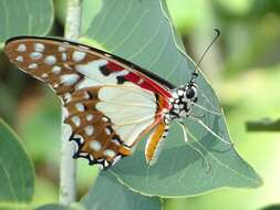 Image de Graphium angolanus (Goeze 1779)