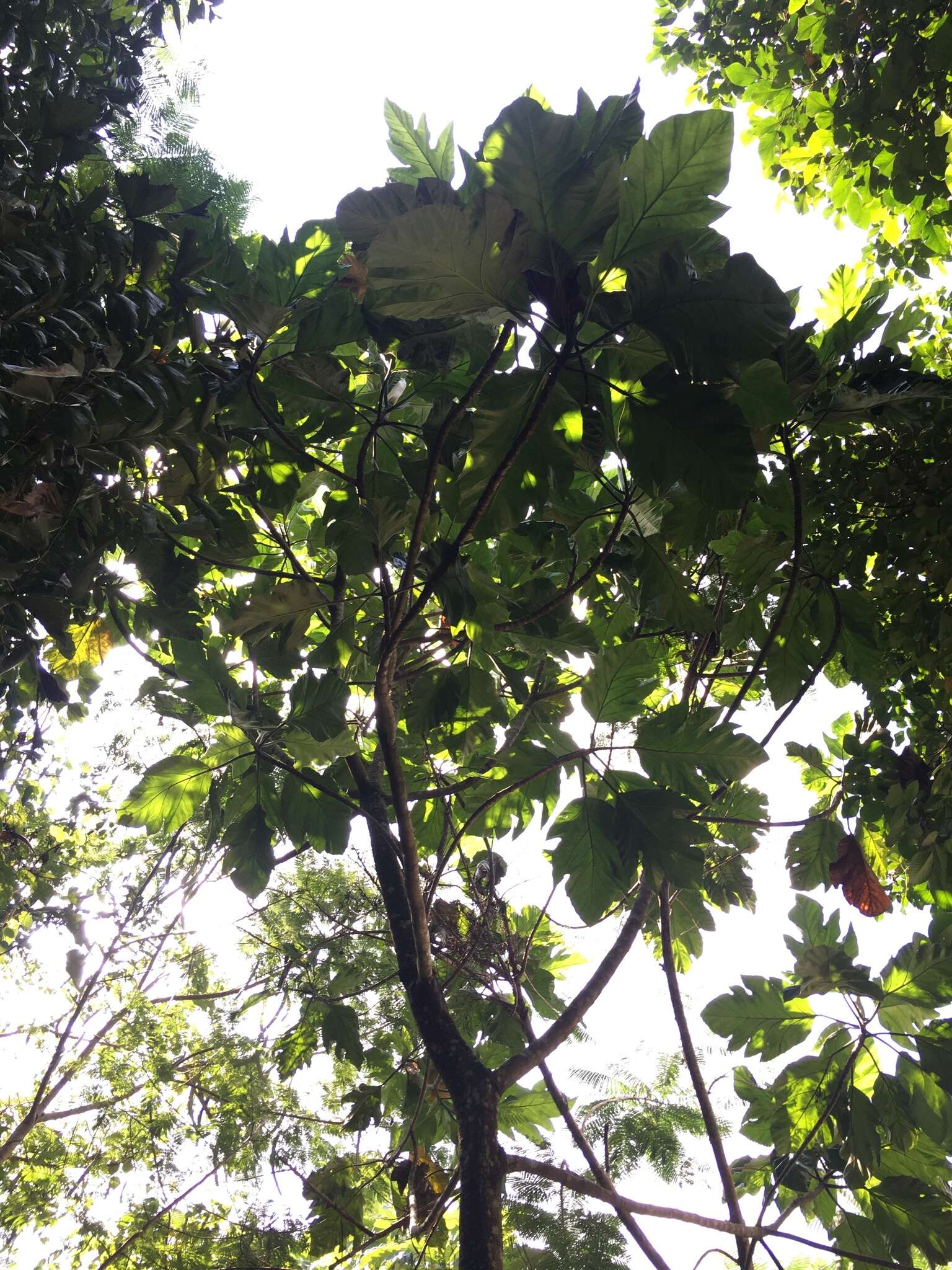 Image of Breadfruit Tree