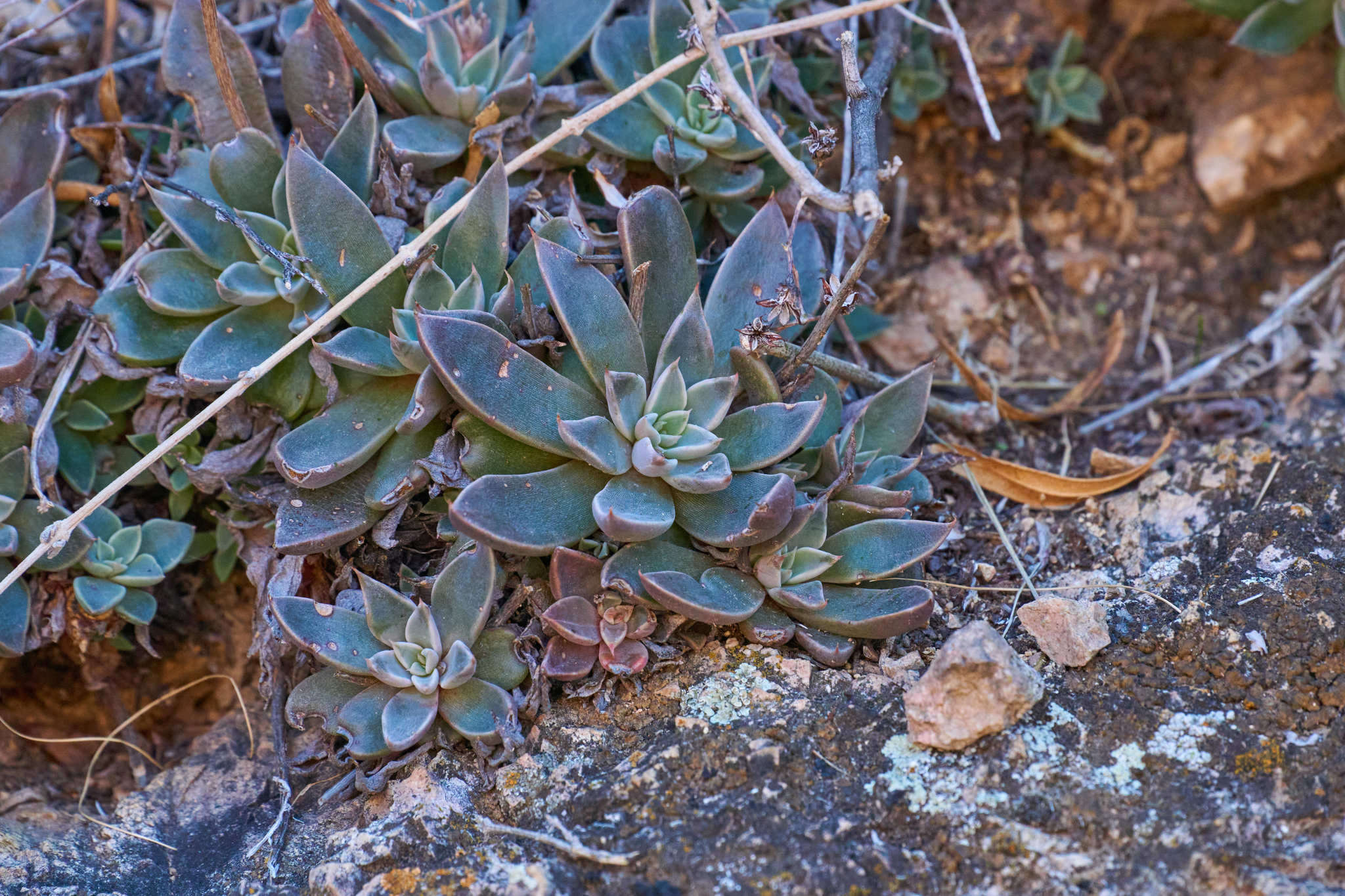 Image of San Francisco River leatherpetal