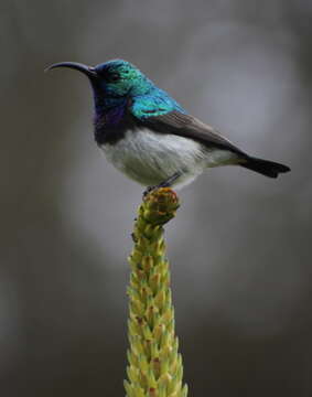 Image of White-bellied Sunbird