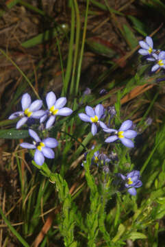 Imagem de Monopsis malvacea E. Wimm.