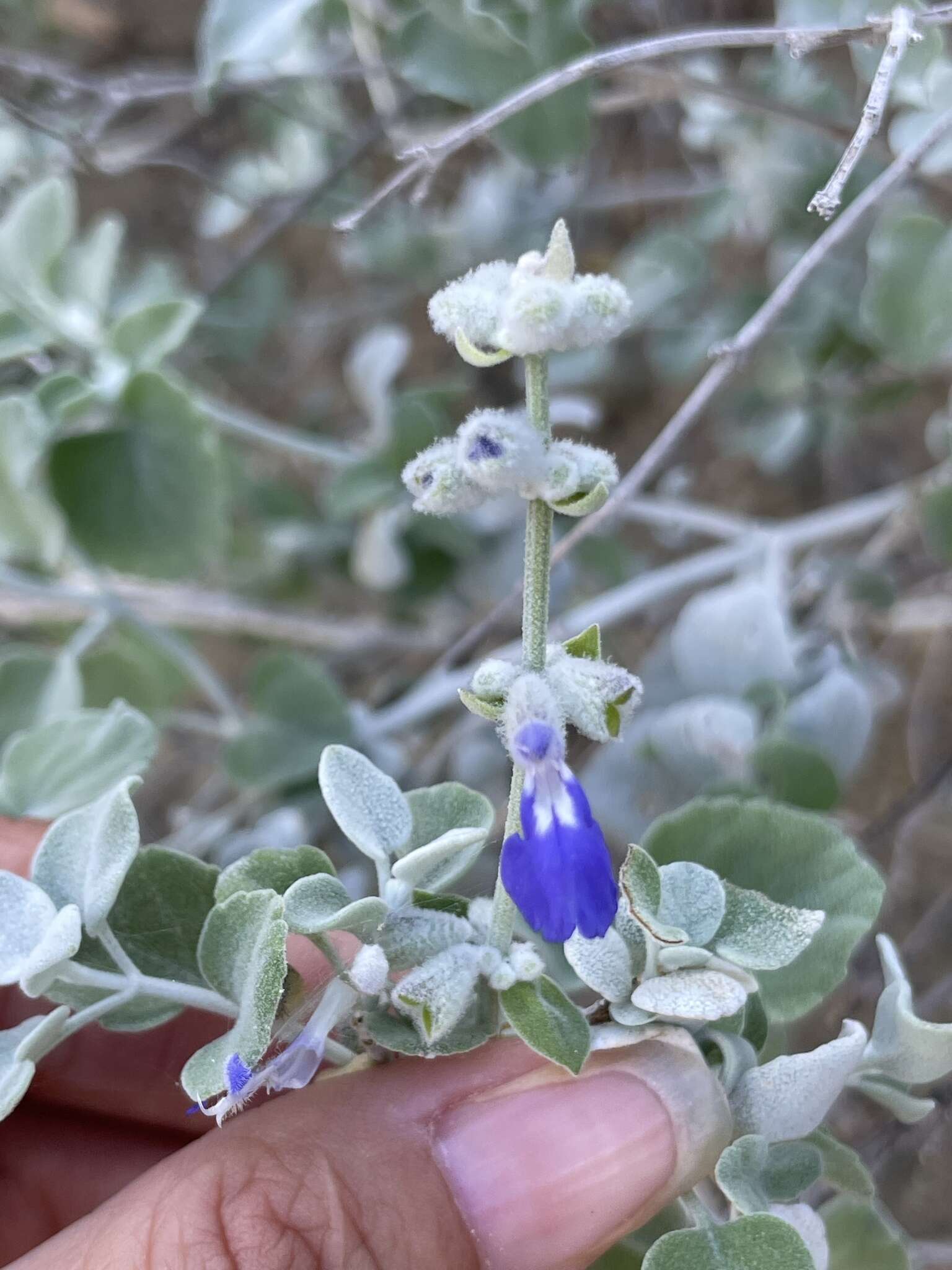 Imagem de Salvia cedrosensis Greene