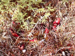 Image of purple pitcherplant