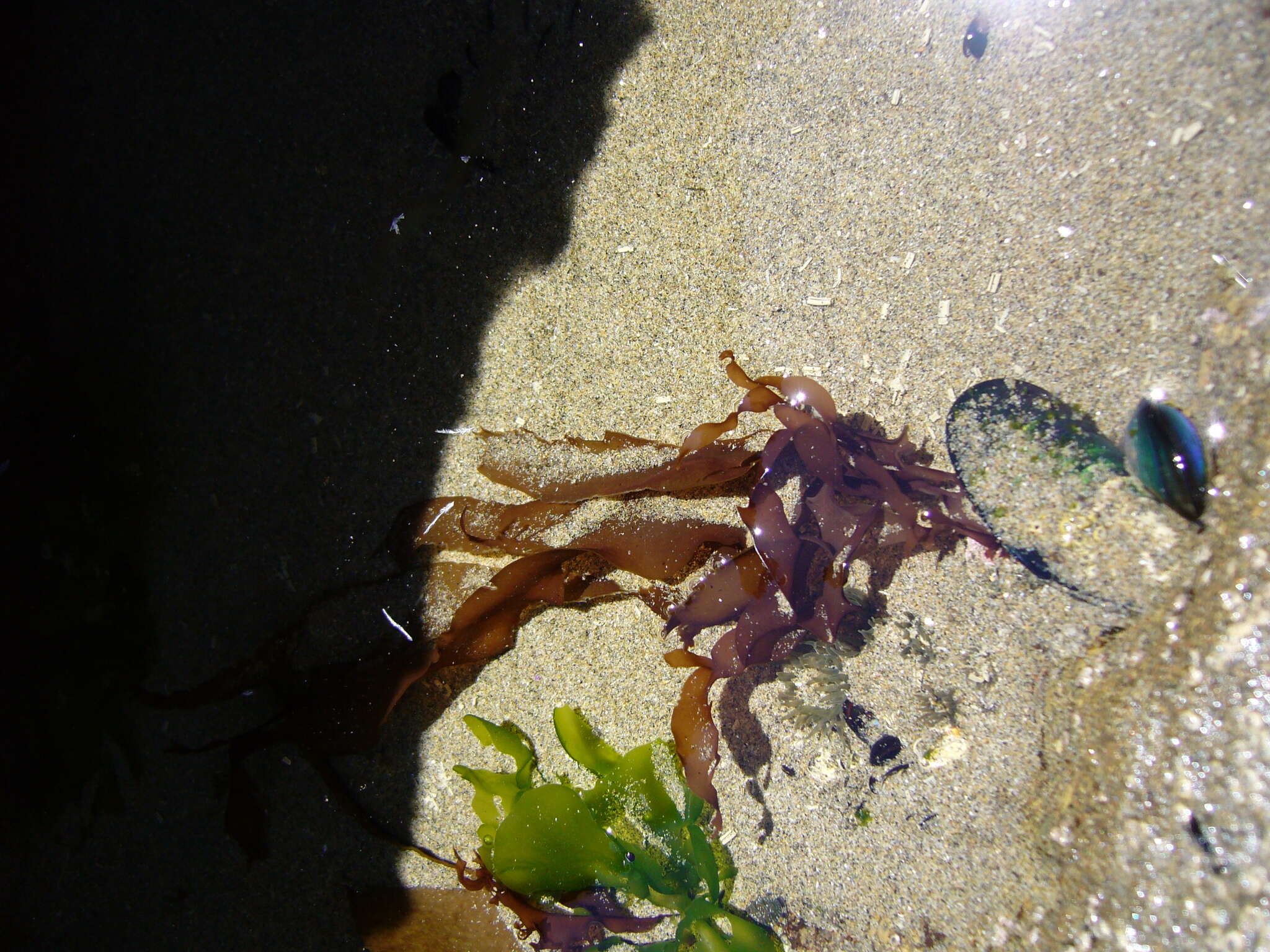 Image of Petalonia binghamiae (J. Agardh) K. L. Vinogradova 1973