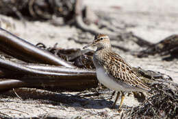 Image of Pectoral Sandpiper