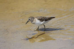 Image of Least Sandpiper