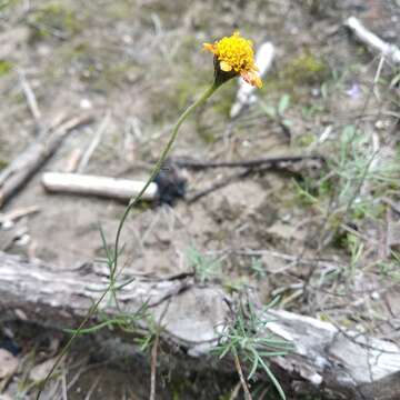 Image of Picradeniopsis pringlei (Greenm.) B. G. Baldwin