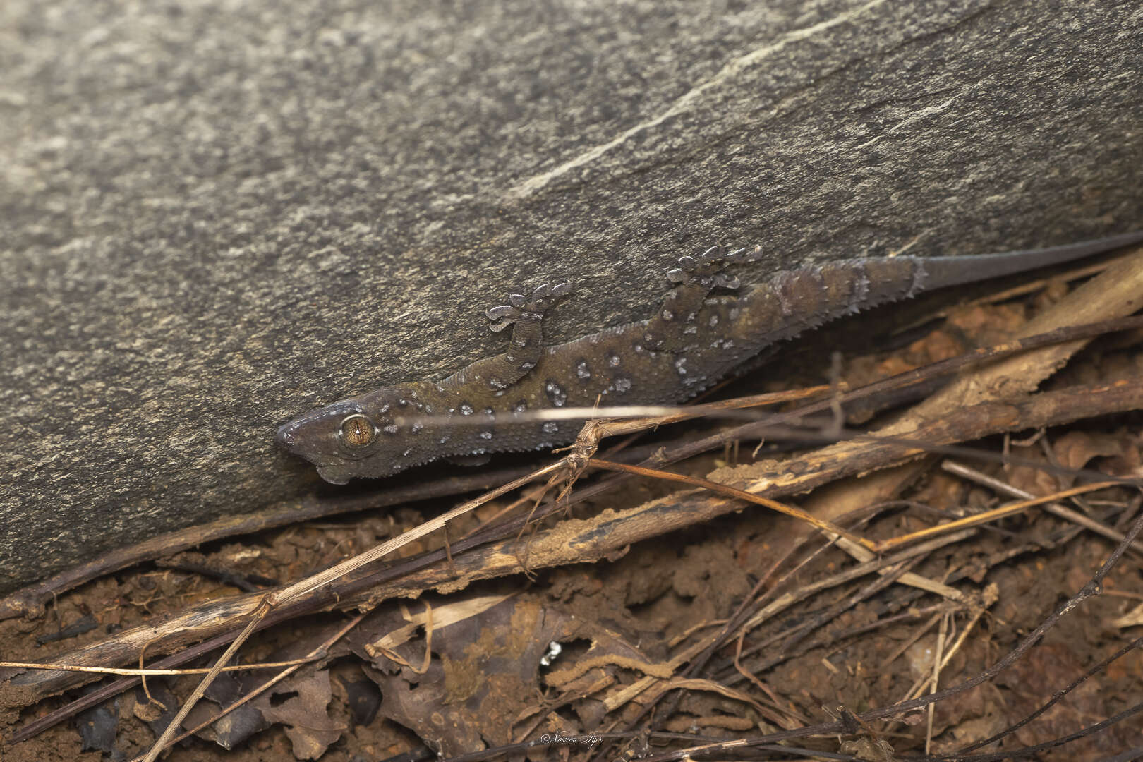 Hemidactylus prashadi Smith 1935 resmi