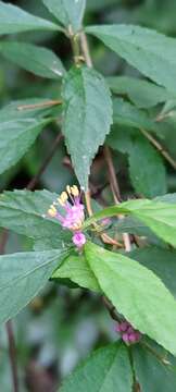 Image of Callicarpa randaiensis Hayata