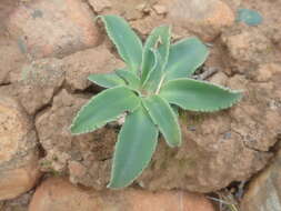 Image of Chlorophytum crispum (Thunb.) Baker