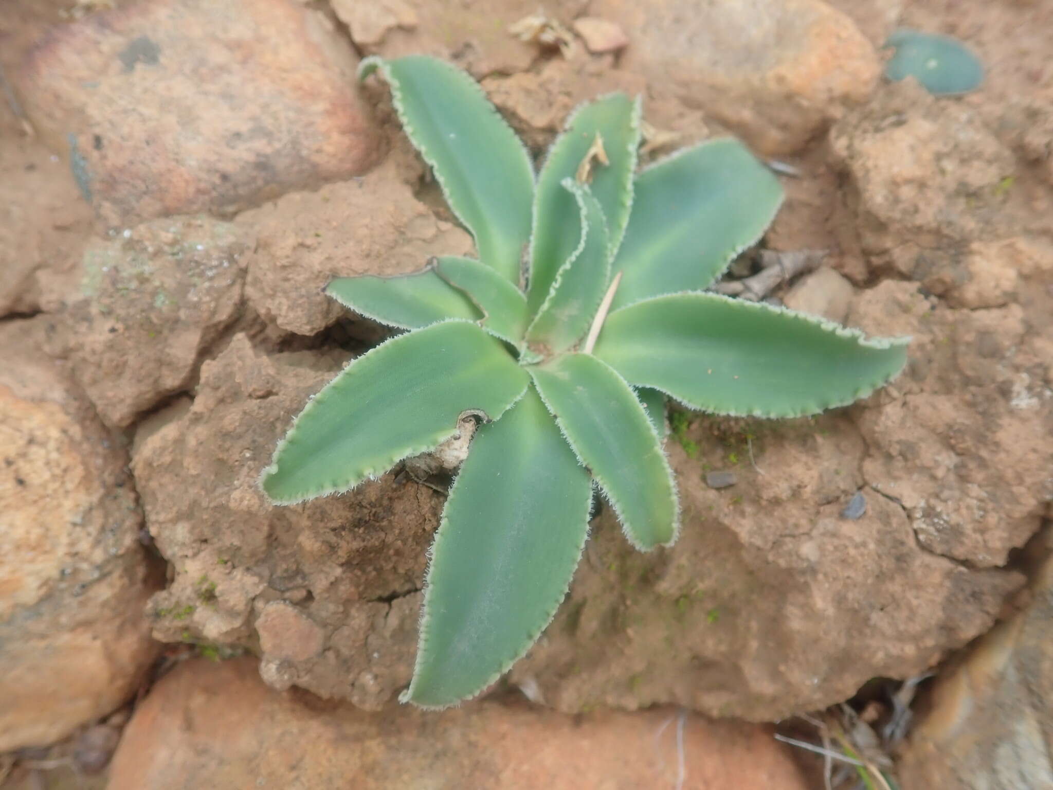 Image of Chlorophytum crispum (Thunb.) Baker