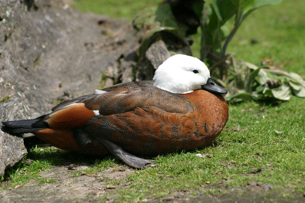 Image of Paradise Shelduck