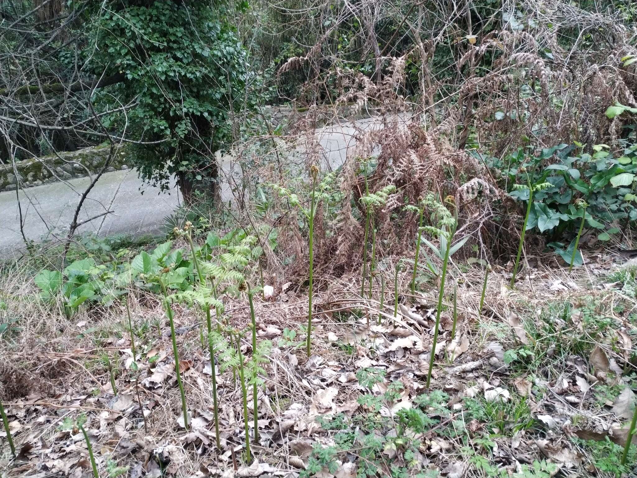 Image of Pteridium aquilinum subsp. aquilinum