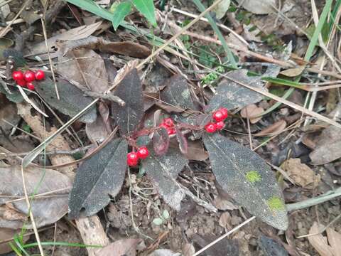 Imagem de Ardisia mamillata Hance