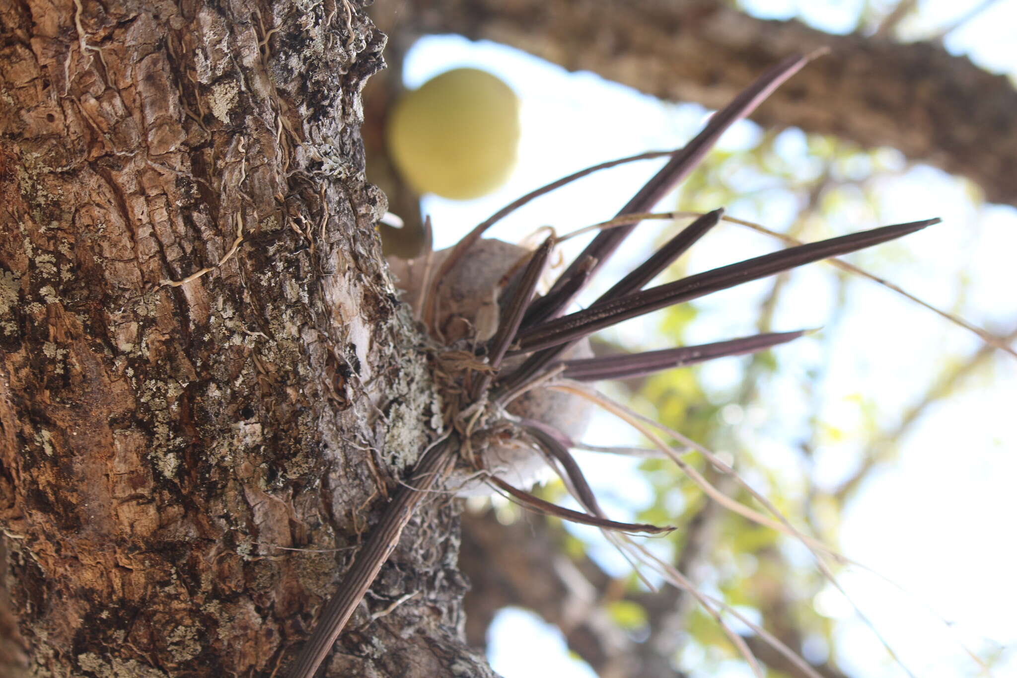 Image of Trichocentrum brachyphyllum (Lindl.) R. Jiménez