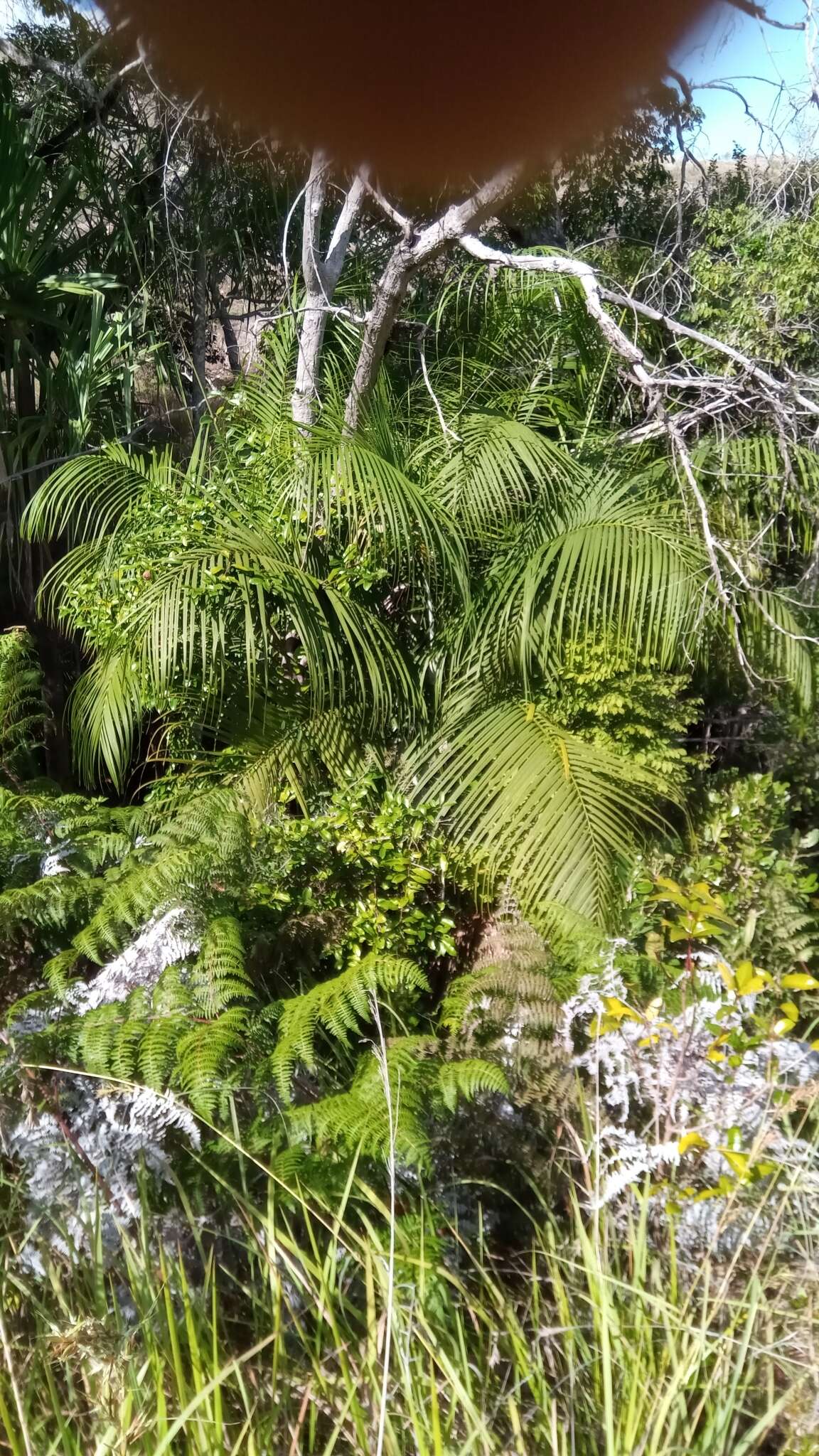 Image de Dypsis onilahensis (Jum. & H. Perrier) Beentje & J. Dransf.