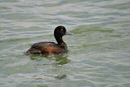 Image of New Zealand Scaup