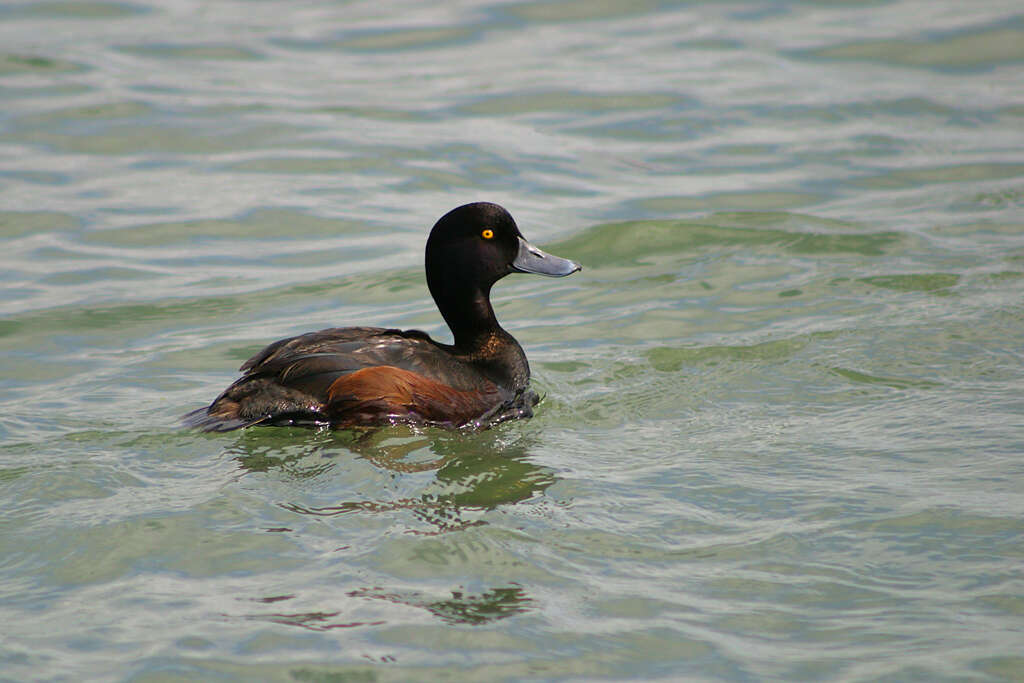 Image of New Zealand Scaup