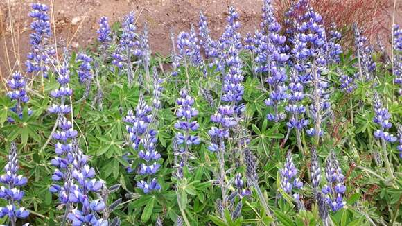 Image of Lupinus colombiensis C. P. Sm.