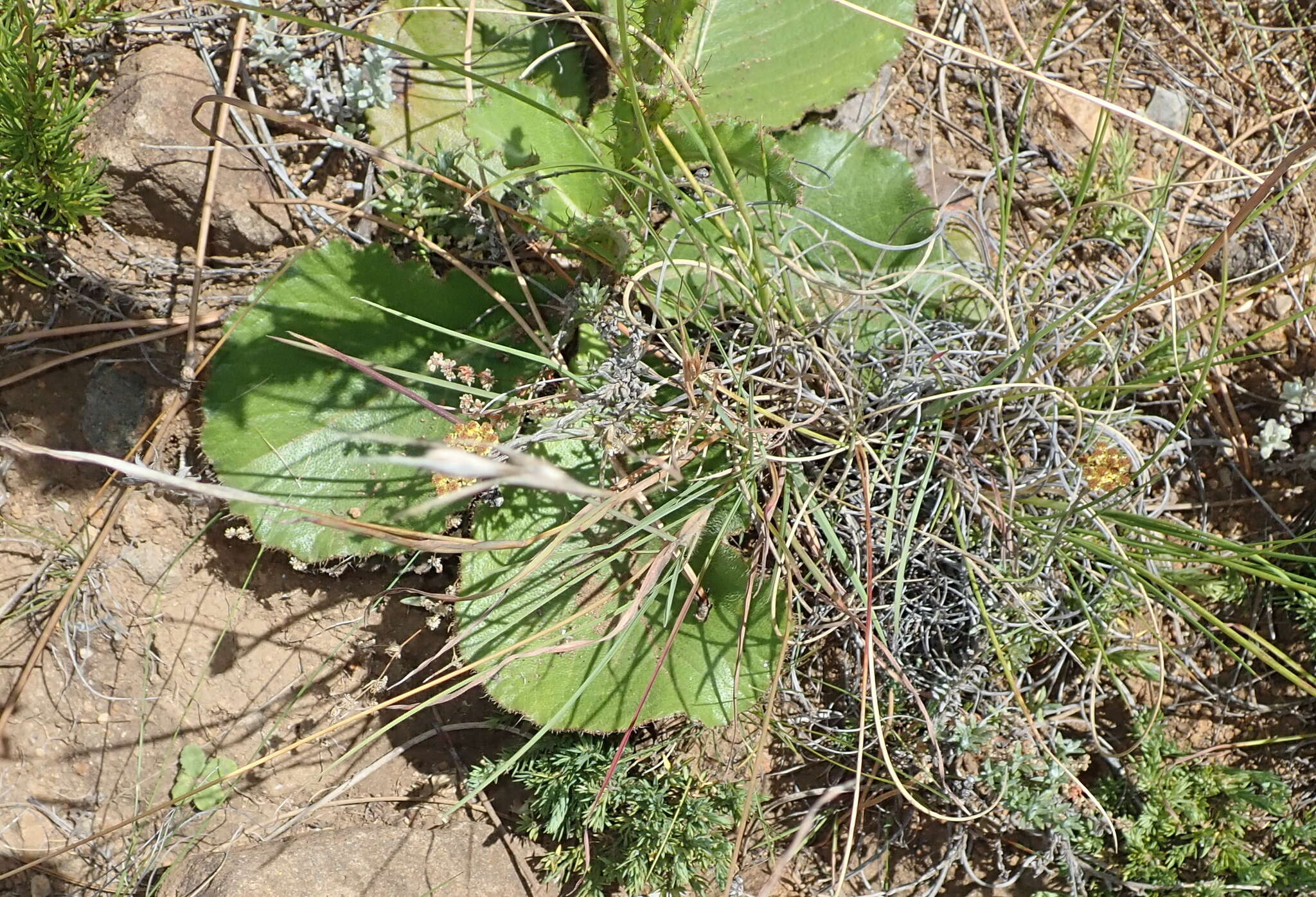 Sivun Berkheya rhapontica (DC.) Hutch. & Burtt Davy kuva