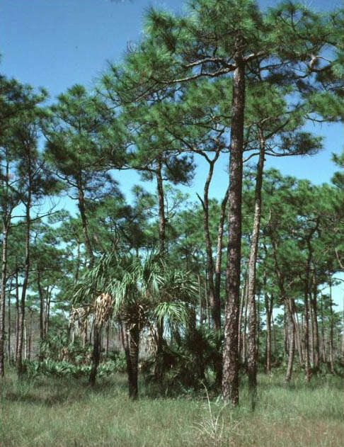 Image of Slash Pine