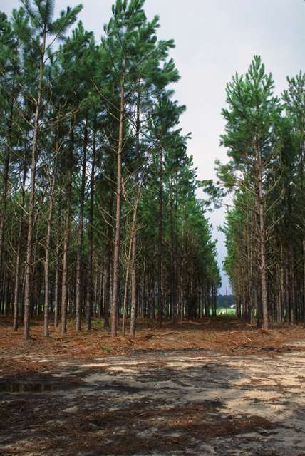 Image of Slash Pine