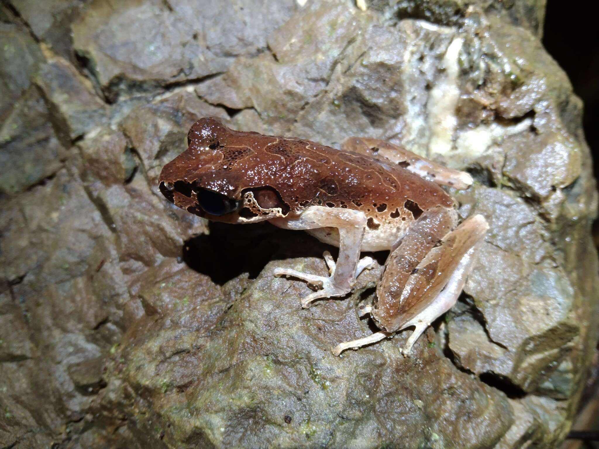 Image of Leptobrachella picta (Malkmus 1992)