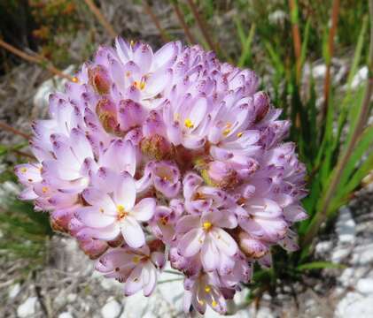 Image of Dilatris pillansii W. F. Barker