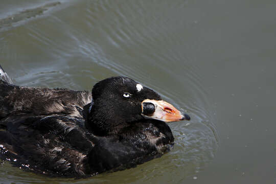 Image of scoter