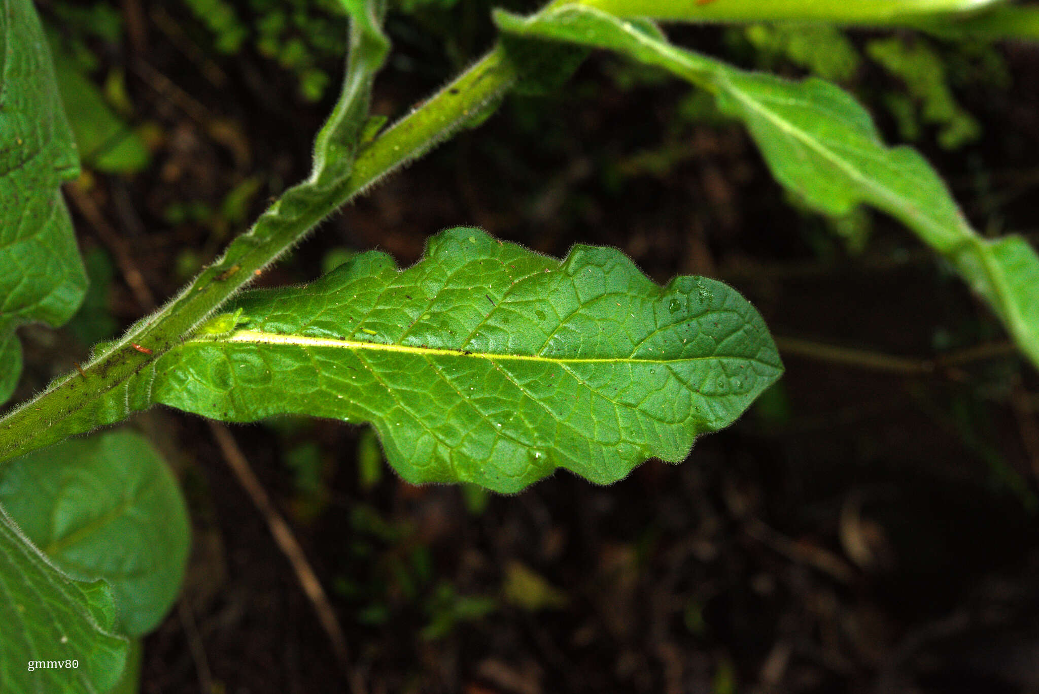 Image of jasmine tobacco