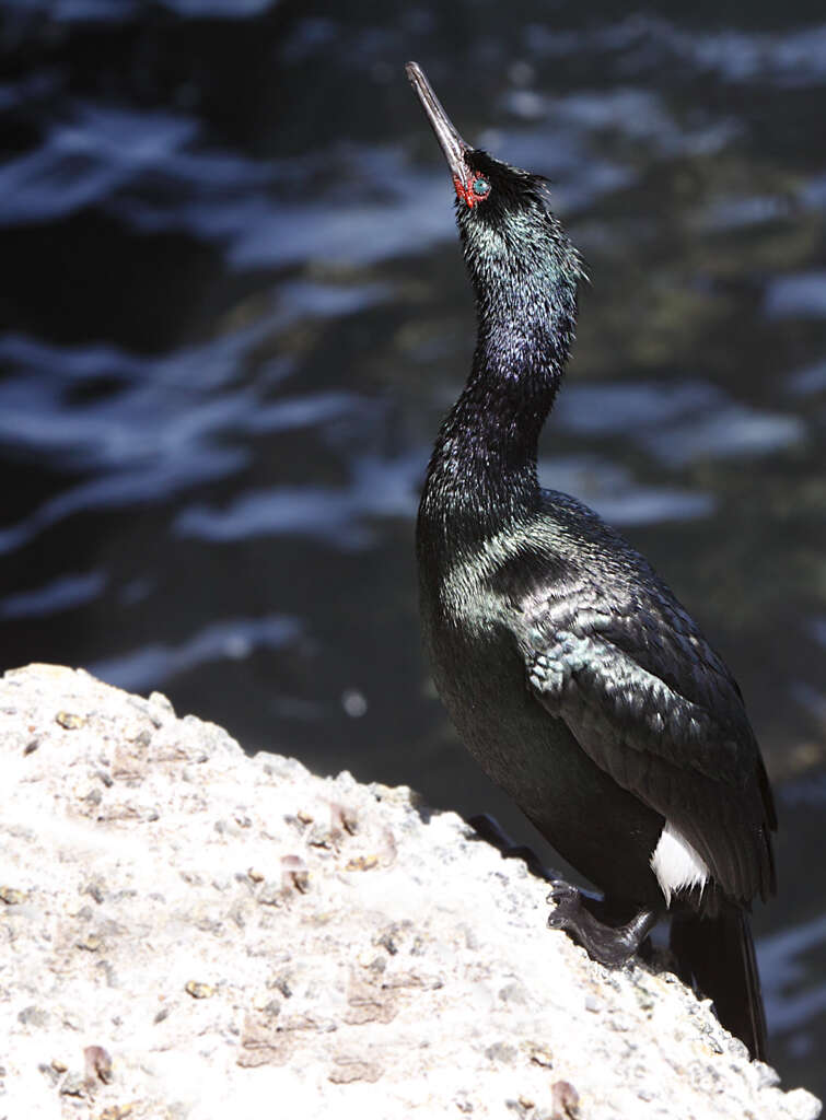 Image of Baird's cormorant