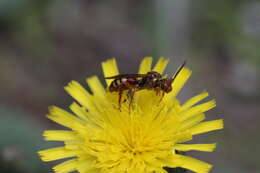 Image of Nomada imbricata Smith 1854