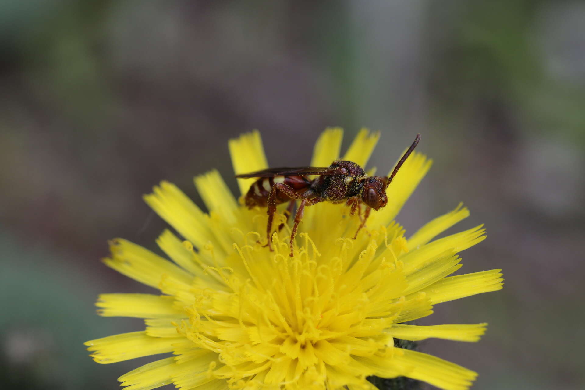 Imagem de Nomada imbricata Smith 1854