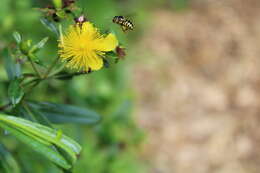 Image of Dianthidium subrufulum Timberlake 1943