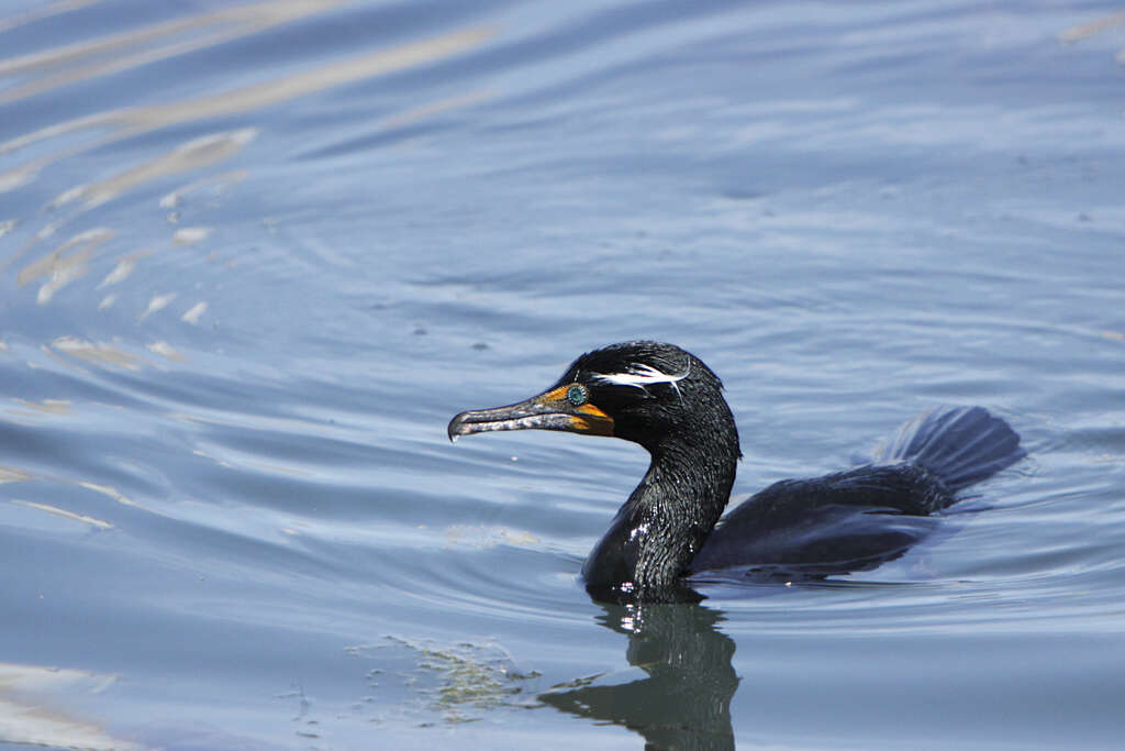 Plancia ëd Phalacrocorax auritus (Lesson & R 1831)