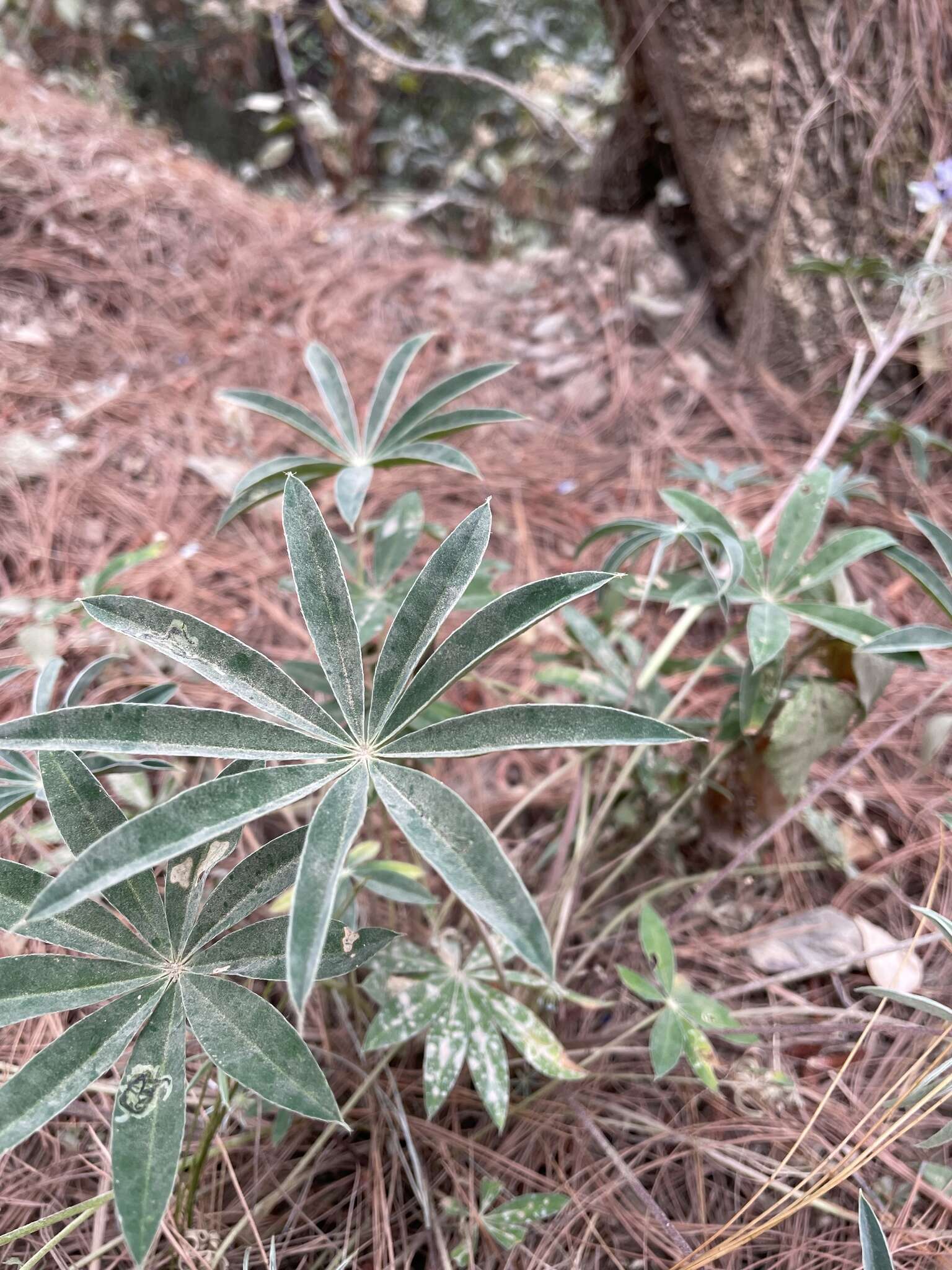 Image of Lupinus montanus Kunth