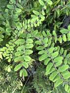 Image of Cluster-Spike Indigo-Bush